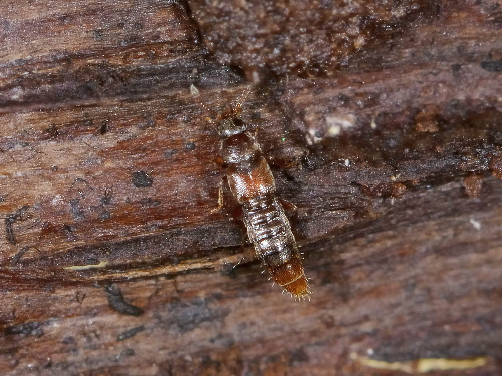 Mini Staphylinidae